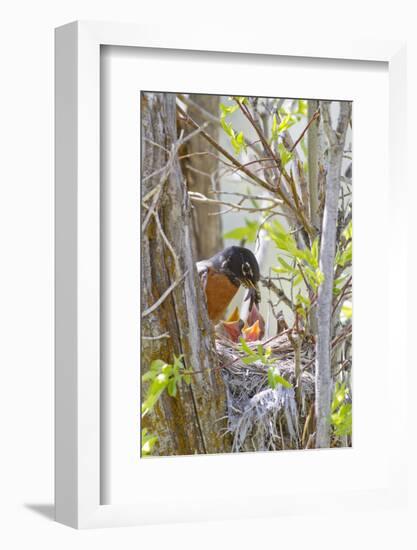 Wyoming, Sublette County, American Robin Feeding Nestlings Worms-Elizabeth Boehm-Framed Photographic Print