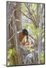 Wyoming, Sublette County, American Robin Feeding Nestlings Worms-Elizabeth Boehm-Mounted Photographic Print