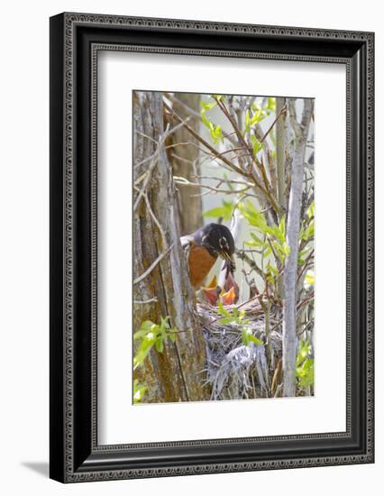 Wyoming, Sublette County, American Robin Feeding Nestlings Worms-Elizabeth Boehm-Framed Photographic Print