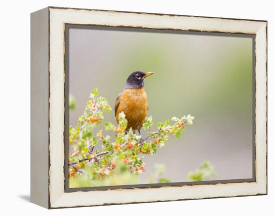 Wyoming, Sublette County, an American Robin Sits in a Current Bush-Elizabeth Boehm-Framed Premier Image Canvas