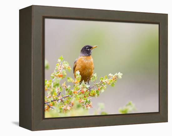 Wyoming, Sublette County, an American Robin Sits in a Current Bush-Elizabeth Boehm-Framed Premier Image Canvas