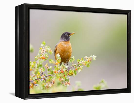 Wyoming, Sublette County, an American Robin Sits in a Current Bush-Elizabeth Boehm-Framed Premier Image Canvas