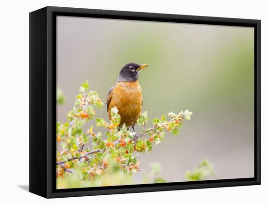 Wyoming, Sublette County, an American Robin Sits in a Current Bush-Elizabeth Boehm-Framed Premier Image Canvas