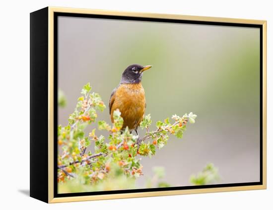 Wyoming, Sublette County, an American Robin Sits in a Current Bush-Elizabeth Boehm-Framed Premier Image Canvas