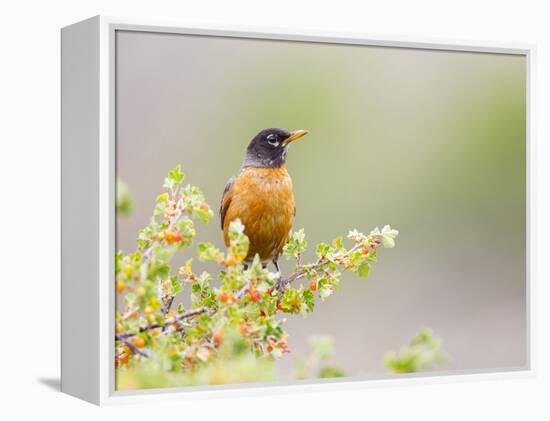 Wyoming, Sublette County, an American Robin Sits in a Current Bush-Elizabeth Boehm-Framed Premier Image Canvas