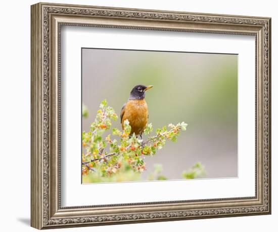 Wyoming, Sublette County, an American Robin Sits in a Current Bush-Elizabeth Boehm-Framed Photographic Print