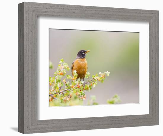 Wyoming, Sublette County, an American Robin Sits in a Current Bush-Elizabeth Boehm-Framed Photographic Print