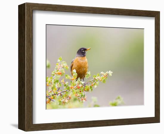 Wyoming, Sublette County, an American Robin Sits in a Current Bush-Elizabeth Boehm-Framed Photographic Print