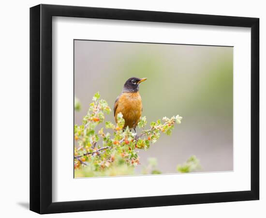 Wyoming, Sublette County, an American Robin Sits in a Current Bush-Elizabeth Boehm-Framed Photographic Print