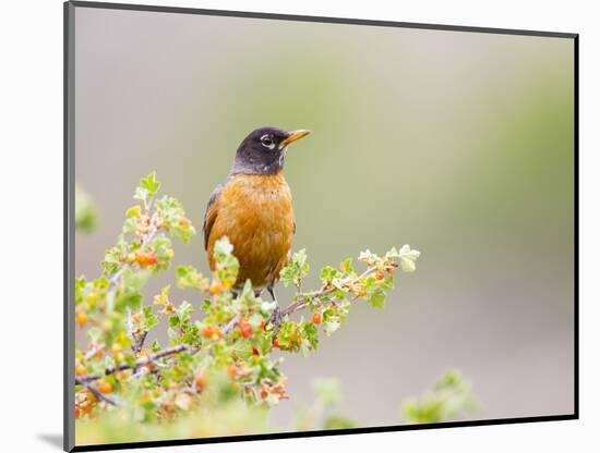 Wyoming, Sublette County, an American Robin Sits in a Current Bush-Elizabeth Boehm-Mounted Photographic Print