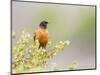 Wyoming, Sublette County, an American Robin Sits in a Current Bush-Elizabeth Boehm-Mounted Photographic Print