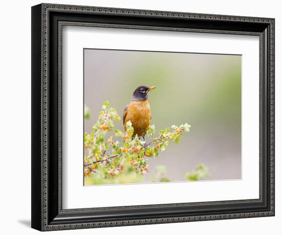 Wyoming, Sublette County, an American Robin Sits in a Current Bush-Elizabeth Boehm-Framed Photographic Print