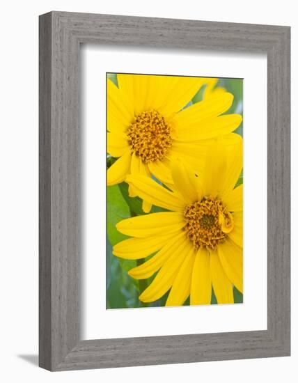 Wyoming, Sublette County, Arrow Leaf Balsamroot Flowers in Bloom-Elizabeth Boehm-Framed Photographic Print