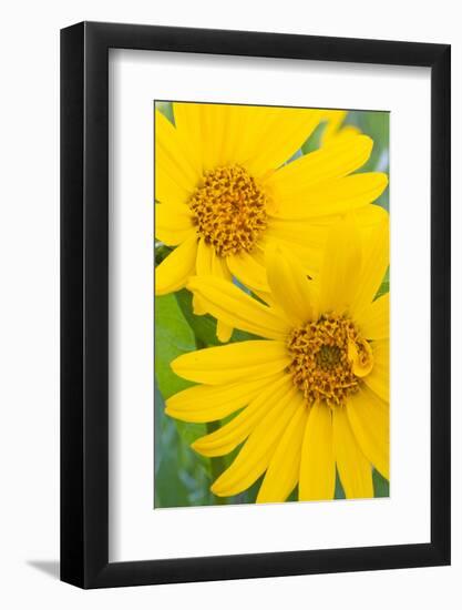 Wyoming, Sublette County, Arrow Leaf Balsamroot Flowers in Bloom-Elizabeth Boehm-Framed Photographic Print