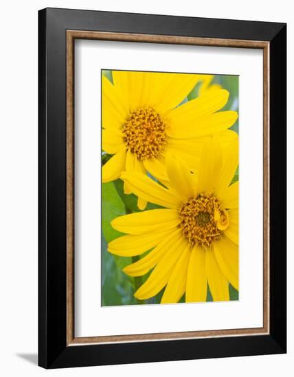 Wyoming, Sublette County, Arrow Leaf Balsamroot Flowers in Bloom-Elizabeth Boehm-Framed Photographic Print