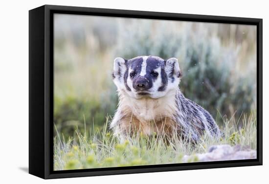 Wyoming, Sublette County. Badger standing in the sagebrush with mosquitoes attacking it's head-Elizabeth Boehm-Framed Premier Image Canvas