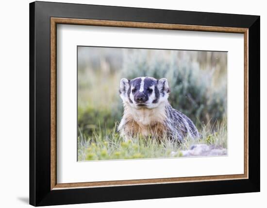 Wyoming, Sublette County. Badger standing in the sagebrush with mosquitoes attacking it's head-Elizabeth Boehm-Framed Photographic Print