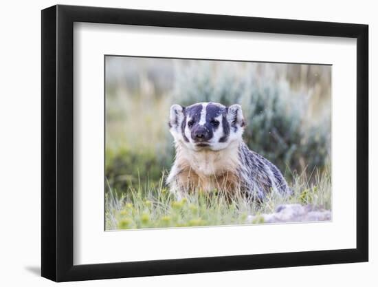 Wyoming, Sublette County. Badger standing in the sagebrush with mosquitoes attacking it's head-Elizabeth Boehm-Framed Photographic Print