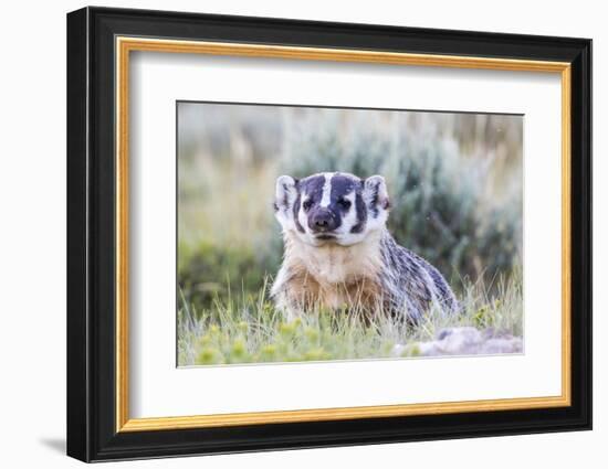 Wyoming, Sublette County. Badger standing in the sagebrush with mosquitoes attacking it's head-Elizabeth Boehm-Framed Photographic Print