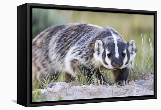 Wyoming, Sublette County. Badger walking in a grassland showing it's long claws-Elizabeth Boehm-Framed Premier Image Canvas