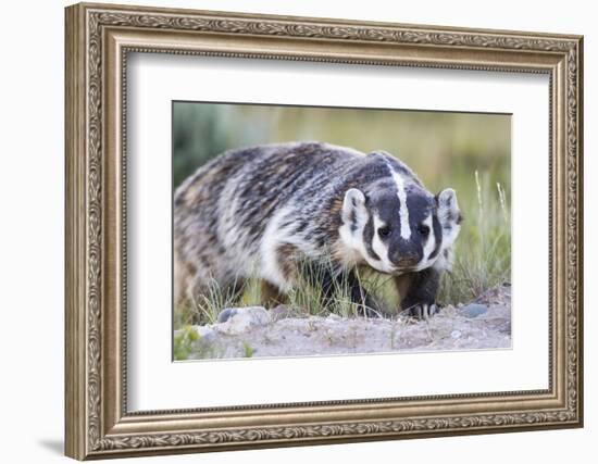 Wyoming, Sublette County. Badger walking in a grassland showing it's long claws-Elizabeth Boehm-Framed Photographic Print