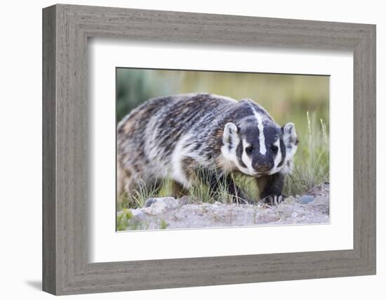 Wyoming, Sublette County. Badger walking in a grassland showing it's long claws-Elizabeth Boehm-Framed Photographic Print