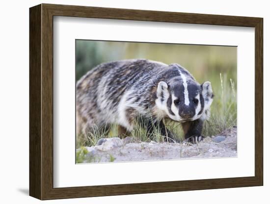 Wyoming, Sublette County. Badger walking in a grassland showing it's long claws-Elizabeth Boehm-Framed Photographic Print