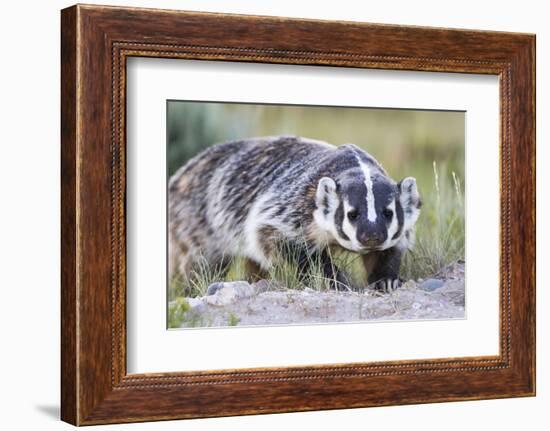 Wyoming, Sublette County. Badger walking in a grassland showing it's long claws-Elizabeth Boehm-Framed Photographic Print