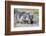 Wyoming, Sublette County. Badger walking in a grassland showing it's long claws-Elizabeth Boehm-Framed Photographic Print