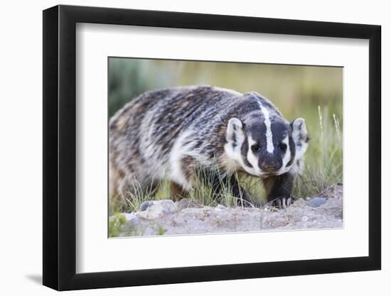 Wyoming, Sublette County. Badger walking in a grassland showing it's long claws-Elizabeth Boehm-Framed Photographic Print