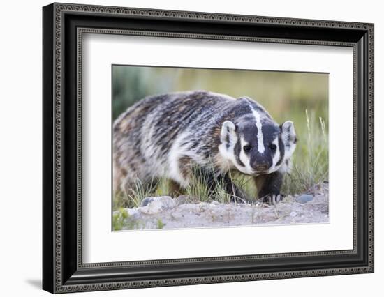 Wyoming, Sublette County. Badger walking in a grassland showing it's long claws-Elizabeth Boehm-Framed Photographic Print