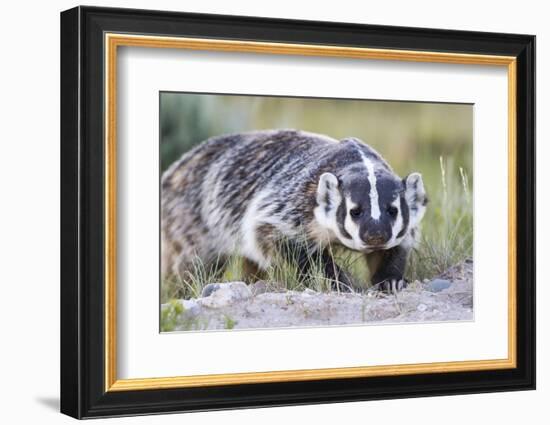 Wyoming, Sublette County. Badger walking in a grassland showing it's long claws-Elizabeth Boehm-Framed Photographic Print