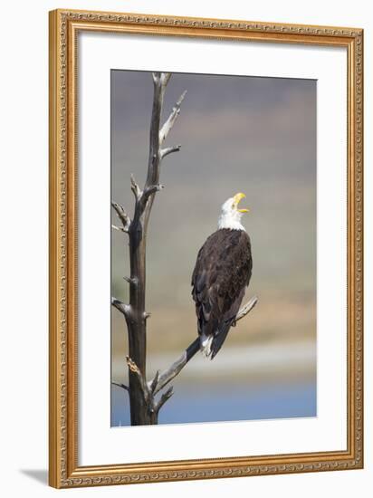 Wyoming, Sublette County, Bald Eagle Calling from Snag-Elizabeth Boehm-Framed Photographic Print