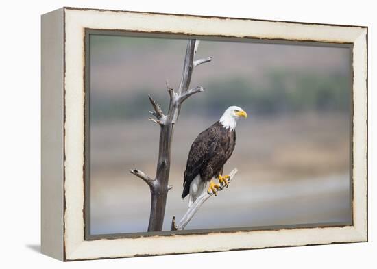 Wyoming, Sublette County, Bald Eagle Roosting on Snag-Elizabeth Boehm-Framed Premier Image Canvas