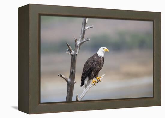 Wyoming, Sublette County, Bald Eagle Roosting on Snag-Elizabeth Boehm-Framed Premier Image Canvas