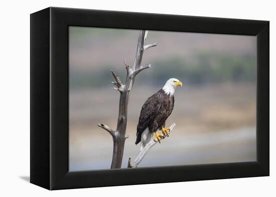 Wyoming, Sublette County, Bald Eagle Roosting on Snag-Elizabeth Boehm-Framed Premier Image Canvas