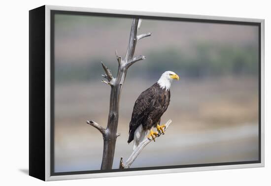 Wyoming, Sublette County, Bald Eagle Roosting on Snag-Elizabeth Boehm-Framed Premier Image Canvas