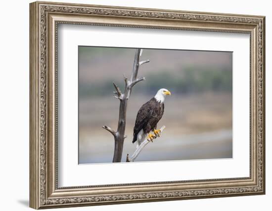 Wyoming, Sublette County, Bald Eagle Roosting on Snag-Elizabeth Boehm-Framed Photographic Print