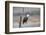 Wyoming, Sublette County, Bald Eagle Roosting on Snag-Elizabeth Boehm-Framed Photographic Print