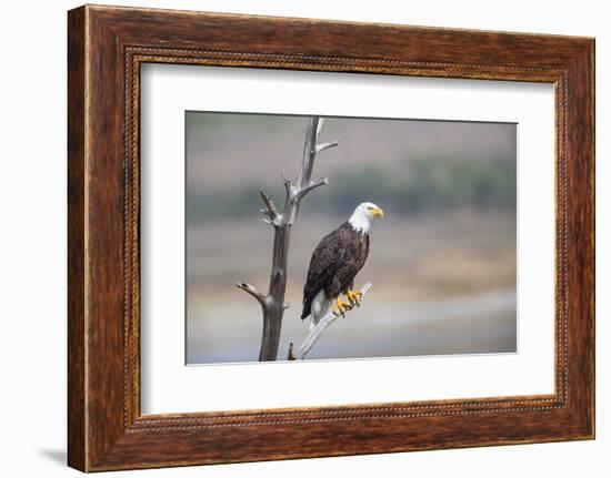 Wyoming, Sublette County, Bald Eagle Roosting on Snag-Elizabeth Boehm-Framed Photographic Print