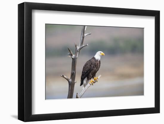 Wyoming, Sublette County, Bald Eagle Roosting on Snag-Elizabeth Boehm-Framed Photographic Print