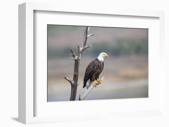 Wyoming, Sublette County, Bald Eagle Roosting on Snag-Elizabeth Boehm-Framed Photographic Print