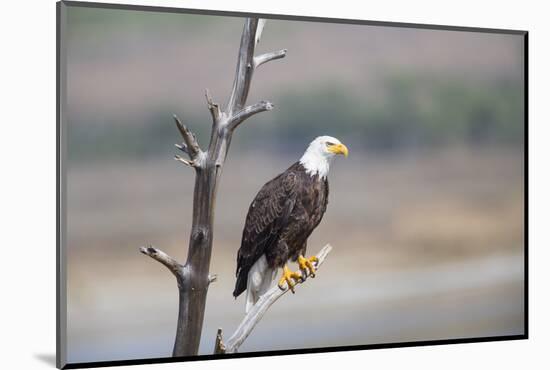 Wyoming, Sublette County, Bald Eagle Roosting on Snag-Elizabeth Boehm-Mounted Photographic Print