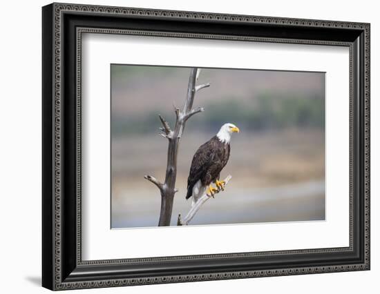 Wyoming, Sublette County, Bald Eagle Roosting on Snag-Elizabeth Boehm-Framed Photographic Print