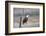 Wyoming, Sublette County, Bald Eagle Roosting on Snag-Elizabeth Boehm-Framed Photographic Print