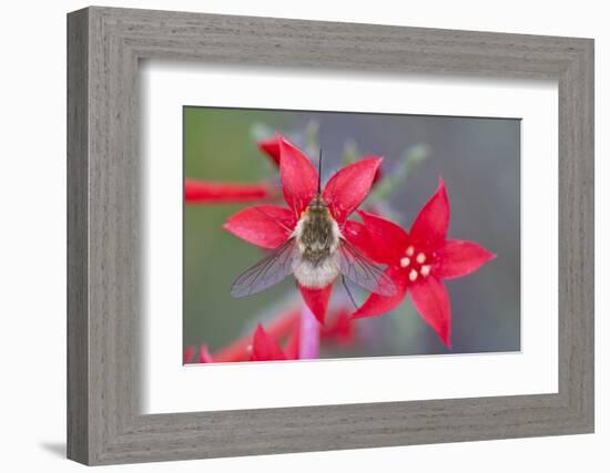 Wyoming, Sublette County, Bee Fly with Proboscis on Scarlet Gilia-Elizabeth Boehm-Framed Photographic Print