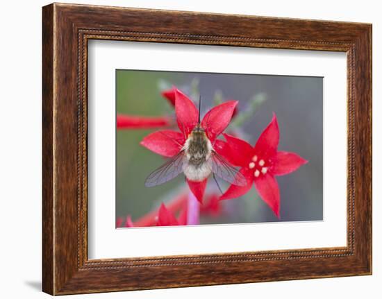 Wyoming, Sublette County, Bee Fly with Proboscis on Scarlet Gilia-Elizabeth Boehm-Framed Photographic Print