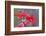 Wyoming, Sublette County, Bee Fly with Proboscis on Scarlet Gilia-Elizabeth Boehm-Framed Photographic Print