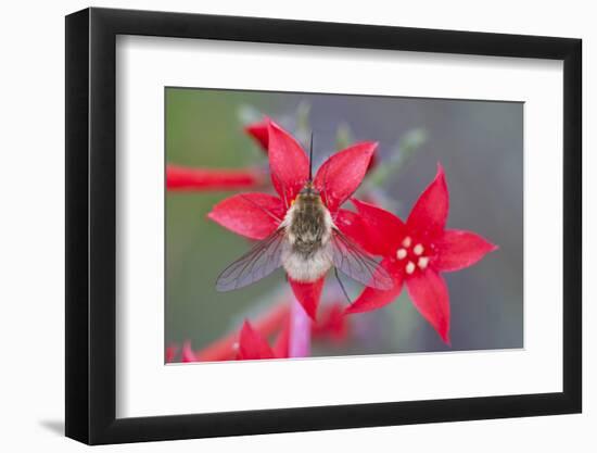 Wyoming, Sublette County, Bee Fly with Proboscis on Scarlet Gilia-Elizabeth Boehm-Framed Photographic Print