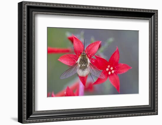 Wyoming, Sublette County, Bee Fly with Proboscis on Scarlet Gilia-Elizabeth Boehm-Framed Photographic Print